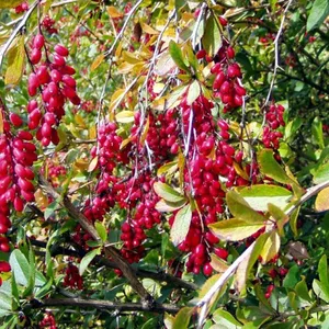 Саженцы декоративных растений (боярышник,  барбарис,  тополь,  шиповник)