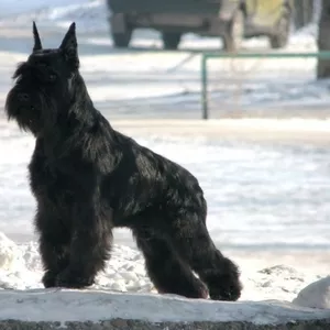 Щенки цвергшнауцера с отличной родословной