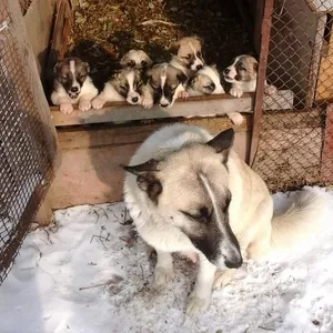 продам щенка лайки симпотяжка.