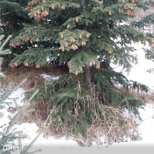  Голубые ели,  пихта,  кедр,  сосны,  туи оптом и в розницу,  Из питомника.Шикарные.А так же имеются 